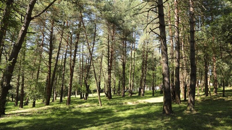 BOLU KORU HOTELS SPA & CONVENTİON