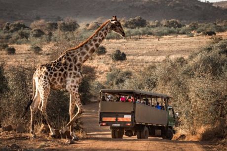 İzmir Çıkışlı Güney Afrika Turu
